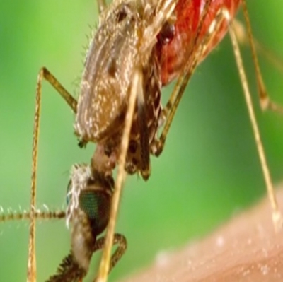 Os 10 insetos mais perigosos do mundo