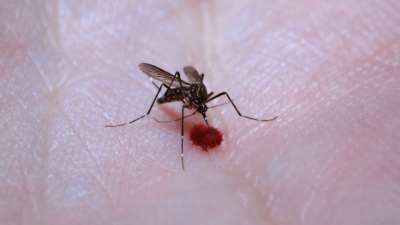 Casos de dengue cresce no Brasil, segundo o Ministério da Saúde
