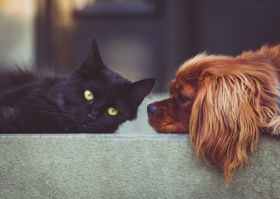Covid Ã© comum em cachorros e gatos domÃ©sticos, revela estudo